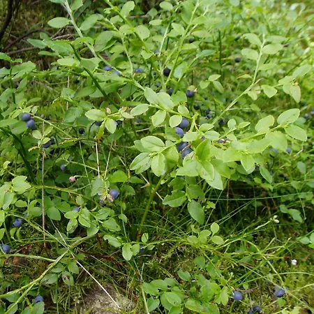 Lochneska U Vlkovskych Piskoven Vlkov (Tabor)
