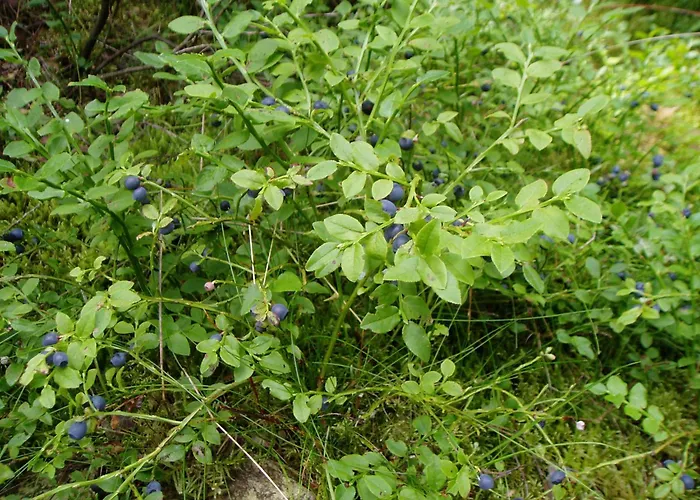 Lochneska U Vlkovskych Piskoven Vlkov (Tabor)